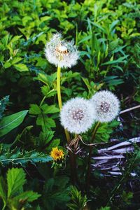 Close-up of dandelion flower on field
