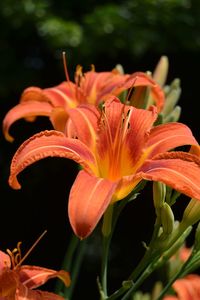Close-up of orange day lily