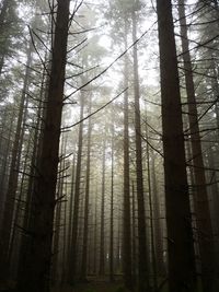 Low angle view of bamboo trees in forest