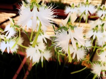 Close-up of white flowers