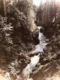 Scenic view of waterfall in forest