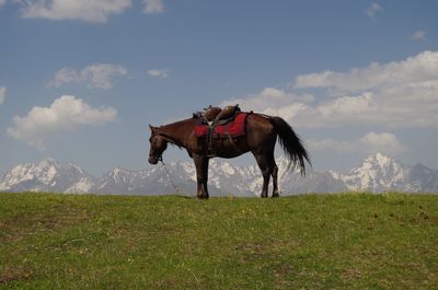 Horse standing on field