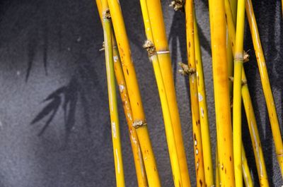 Close-up of yellow motorcycle