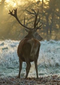 Deer in a forest