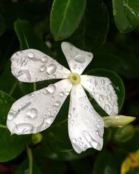 Close-up of water drops on leaf