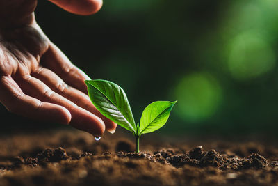 Cropped image of person planting seedling on dirt