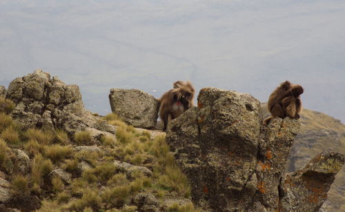 Group portrait of gelada monkey theropithecus gelada sitting on top of mountain, ethiopia.