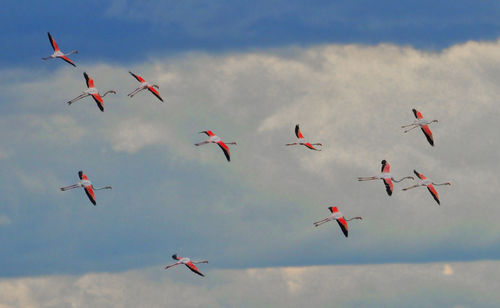 Low angle view of birds flying in sky