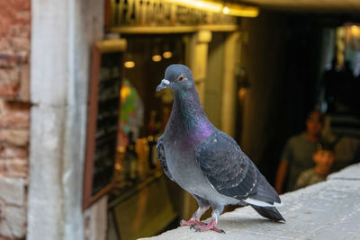 Close-up of pigeon perching