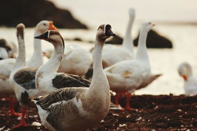 Geese at lakeshore