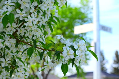 Close-up of white flowering plant