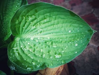 Close-up of raindrops on leaves