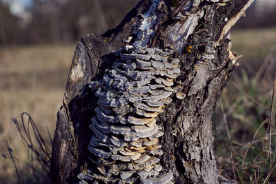 Close-up of tree trunk on field in forest