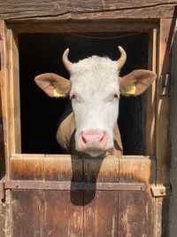 Portrait of cow in stable