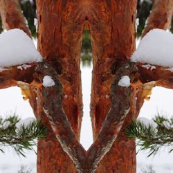 Close-up of rusty tree trunk during winter