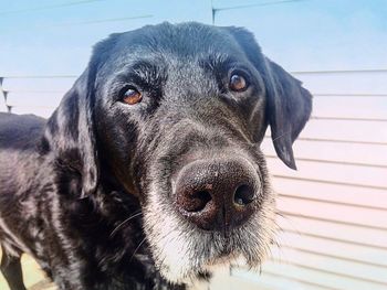 Close-up portrait of black dog