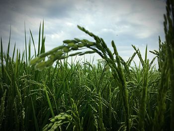 Wheat growing on field against sky