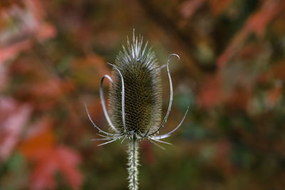 Close-up of butterfly on plant