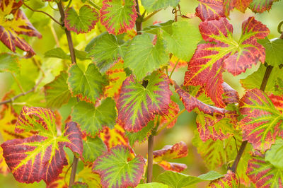 Close-up of leaves in a vineyard