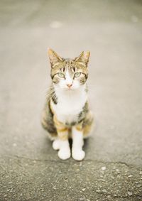 Portrait of cat