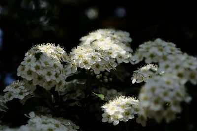 Close-up of white flowers