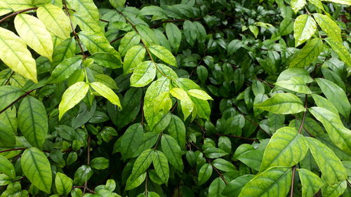 Full frame shot of green leaves