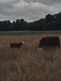 Horse in a field