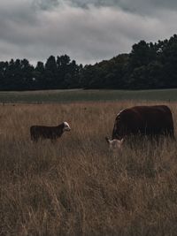 Horse in a field