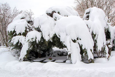 View of an animal on snow covered land