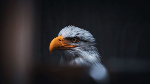 Close-up of eagle against blurred background