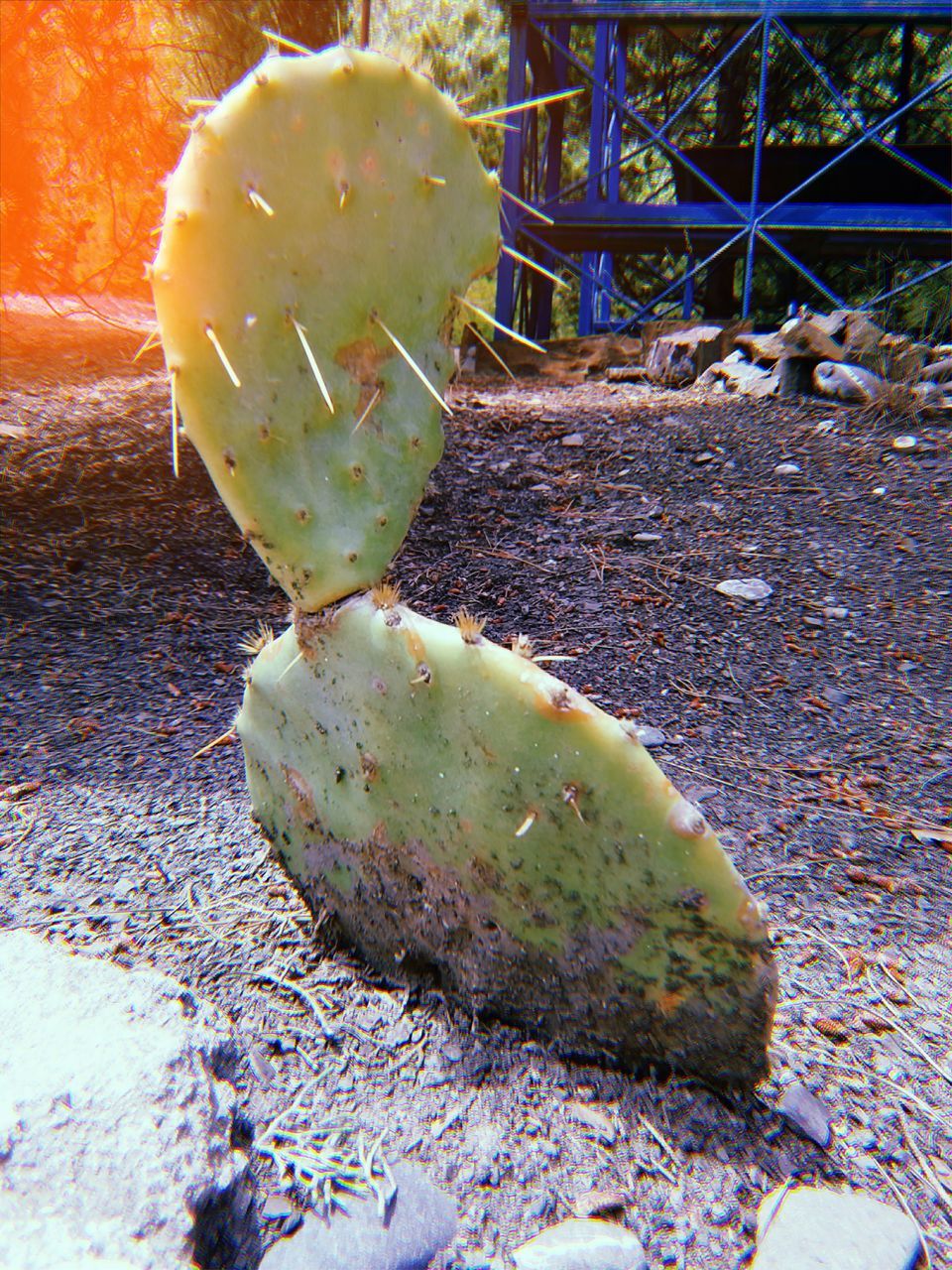 no people, close-up, nature, day, green color, cactus, plant, fruit, healthy eating, succulent plant, food, growth, freshness, food and drink, outdoors, land, wellbeing, sunlight, spiked, beauty in nature