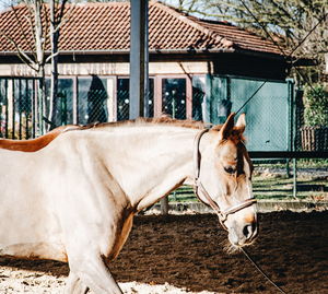 Side view of horse in stable