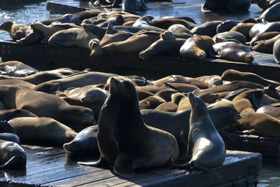 Seals relaxing at pier 39