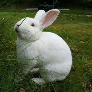 Close-up of rabbit by grass on field