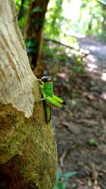 Close-up of insect on tree trunk