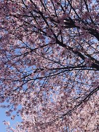 Low angle view of cherry blossoms against sky