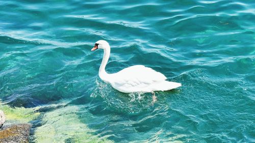 High angle view of swan swimming in sea