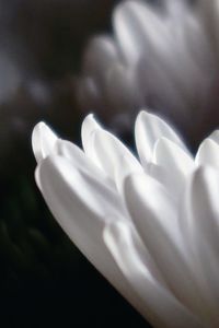 Close-up of white flower