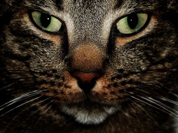 Close-up portrait of cat