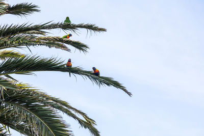 Low angle view of bird perching on palm tree against sky