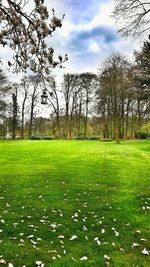 Trees on grassy field