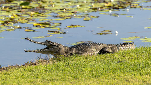 Australian freshwater crocodile sunning itself by lilypads in lake