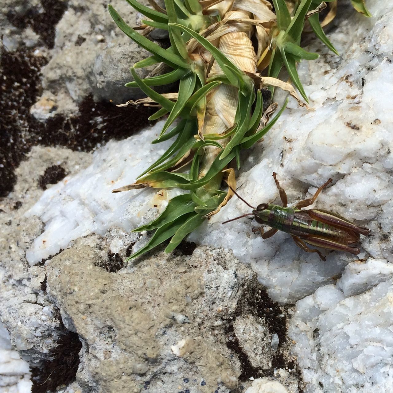 high angle view, plant, nature, close-up, leaf, growth, green color, rock - object, one animal, day, outdoors, no people, animal themes, animals in the wild, wildlife, ground, insect, textured, growing, beauty in nature