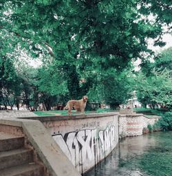 View of cat by plants