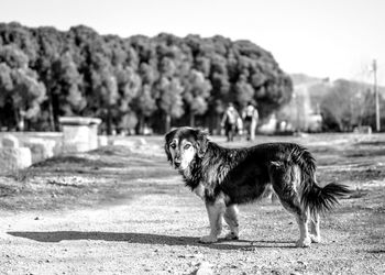 Dog in pen against sky