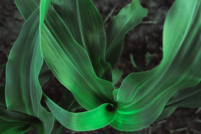 Close-up of green leaf