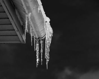 Close-up of winter hanging against black background