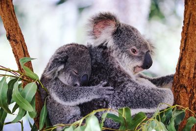 Close-up of koalas sitting on tree