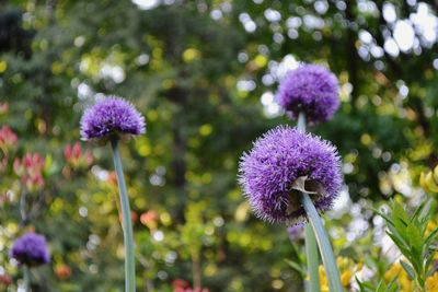 Close-up of thistle blooming outdoors