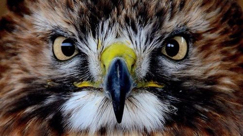 Close-up portrait of owl